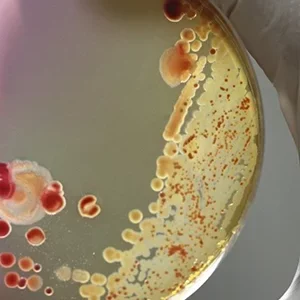Бактериология средний мед 250 нмо